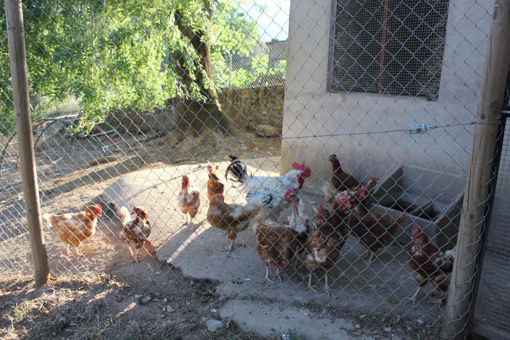 Can Carreras Albanya Bagian luar foto